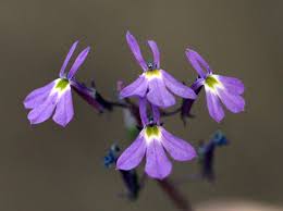 Image result for Lobelia livingstoniana