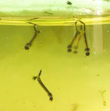 Resultado de imagen para control de larvas y mosquitos