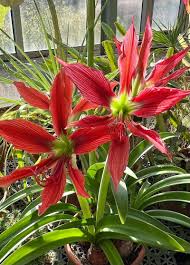 Image result for Hippeastrum puniceum