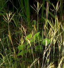 Image result for Bothriochloa