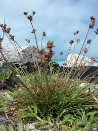 Image result for Fimbristylis complanata