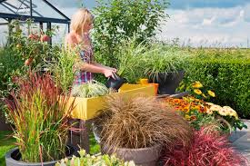 Winterharte stauden und tolle dauerblüher für kübel und für eine erneute blütenpracht im folgejahr ist somit gesorgt. Stauden Pflanzen Im Garten Und Im Kubel Gartentraume