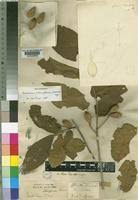 Image result for Combretum pisoniiflorum