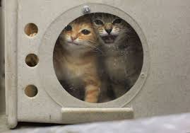 Disturbing Photos Capture The Realities Of Euthanization At Animal Shelters Animals Animal Shelter Animal Protection Organization