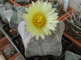 1.6 cómo sembrar las semillas de cactus y suculentas. 10 Tipos De Cactus Y Suculentas Para Personas Ocupadas Tips De Jardineria