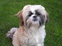 Hunde Deckanzeigen Tieranzeigen Seite 8