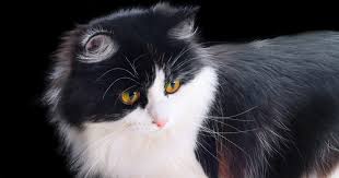 Cats are naturally meticulously clean animals and groom themselves for a large part of their day. Hairballs Cat Friendly Homes