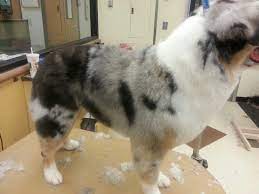 Hand Scissor Australian Shepherd Grooming Australian Shepherd Australian Shepherd Training Australian Shepherd