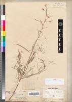 Image result for Cleome angustifolia