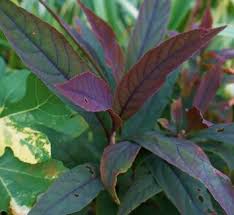 Image result for Uvaria acuminata