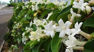 Jun 17, 2021 · the large number of flowers on this climbing vine just add to the intensity of scent it produces. Fast Growing Climbing Plants In Australia Lawn Com Au
