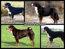 Pin By Avie On Dog Breed Collages Dog Breeds Dogs Canine