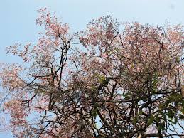 Image result for Stereospermum kunthianum