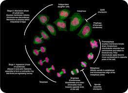 The growth and replication of cells is often described as a cyclic process with two main phases: Mitosis An Overview Sciencedirect Topics