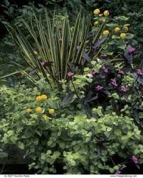 Yucca Companion Plants Plant Combinations Licorice Plant Plants