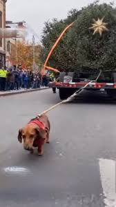 Holiday hero hauling the Rockefeller tree 🎄🐶💪, #dachshund #tekel #wienerdog #sausagedog #dachshundpuppy #dachshundlove #dachshundparty #dachshundappreciation | Dachshund Party | Facebook