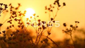 Beautiful Meadow With Wild Flowers Over Sunset Sky Field Of Camomile Flower Stock Footage Ad Flowers Sunset Wild Beau Wild Flowers Sunset Sky Meadow Garden