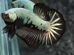 Live Betta Fish Black Dragon Hmpk Male Nice Big Tail Betta Peixe Betta Peixes
