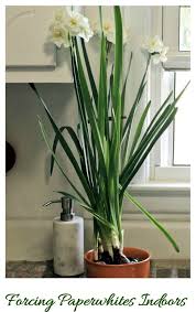 Forcing Paperwhites Paperwhites Narcissus Bulbs Pinterest Garden