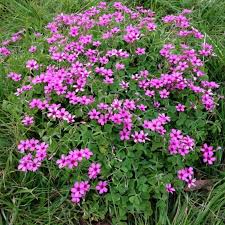 Image result for Oxalis debilis
