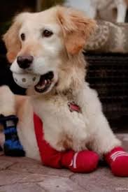 Dog Who Lost All Four Paws After Being Dumped In Bin Crowned America S Most Heroic Hound Dogs Cute Animals Dog Love
