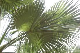 Image result for Washingtonia filifera