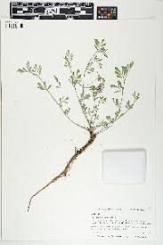 Image result for Indigastrum parviflorum