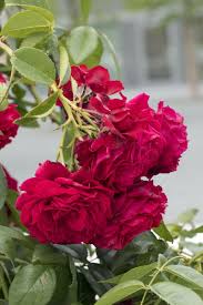 Es gilt jedoch ein paar dinge zu beachten, die hier festgehalten wurden. Rosen Pflegen Dungen Schneiden Freudengarten