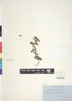 Image result for Otomeria