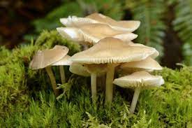 Does anyone know what they are? Fungi Naturescot