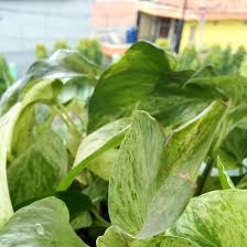 Apa saja jenis jenis sajak? Contoh Sajak Bahasa Sunda Tentang Taman Sakola Brainly Co Id