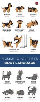 So, when you read a dog's communication, look at every signal the dog is using. Pin On Pets