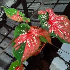Aglaonema pride of sumatera aglaonema spp aglonema aglaonema spp. Nama Latin Keladi Red Star