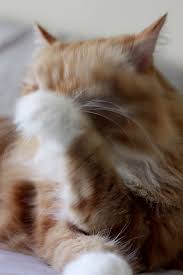 Yes, cats chew their nails as a part of normal grooming. Fluffy Paws Wash Fluffy Cat Cat Paws Cats