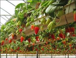 Fragaria × ananassa) is a widely grown hybrid species of the genus fragaria, collectively known as the strawberries. Strawberries Growing Strong In Coir Fibredust