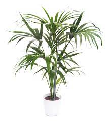 Kentia Palm Growing Care Of Kentia Palm Tree Indoors