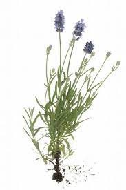 Lavandula Or Lavender Plant Lavendula I Have Two Different Plants Of Lavender Growing That I Planted Last Summer Lavender Leaves Lavender Plant Lavandula