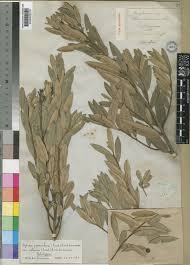 Image result for Ozoroa