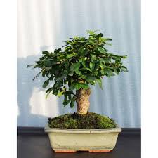 Can someone please explain to me how to make a broom style, perhaps a step by step guide. Buy Bonsai Carmona Broom Shaped In Kiev With Delivery