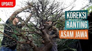 Rasanya asam berkat asam jawa dan belimbing wuluh. Pemangkasan Dan Koreksi Ranting Bonsai Asam Jawa Bersama Mas Rasto Wijaya Youtube