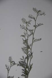 Image result for Indigofera hedyantha