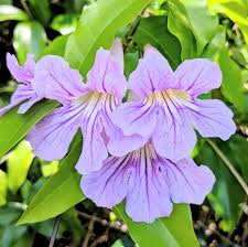 Image result for Bignonia callistegioides