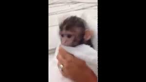 Capuchin monkeyboo takes a hot relaxing bath! Baby White Tufted Monkey Peepsburgh