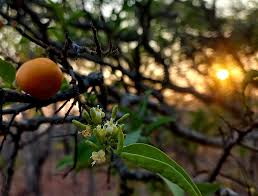 Image result for Nephrangis filiformis