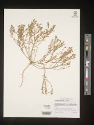 Image result for Lepidium bonariense