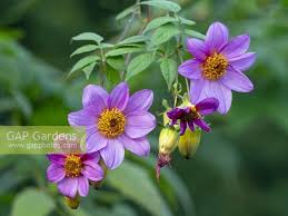 Image result for Dahlia excelsa