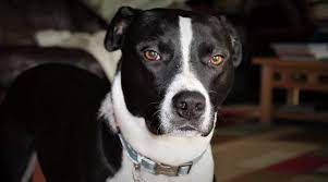 Border collies usually have a black and white coat. Border Collie Pitbull Mix Borderbull Breed Information