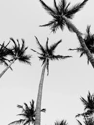 Black And White Palm Tree Print Palm Trees 80 Degrees In 2020 Palm Trees Black And White Photo Wall Black And White Aesthetic