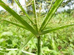 Image result for Cyperus distans
