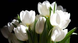 White Flowers Wallpaper Computer Hd Types Of White Flowers White Tulips Tulips Flowers